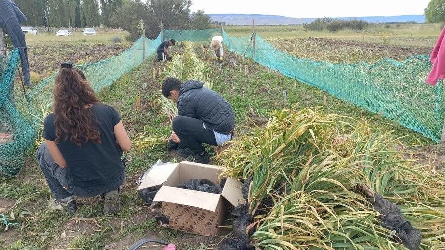 cultivar de ajo en Santa Cruz