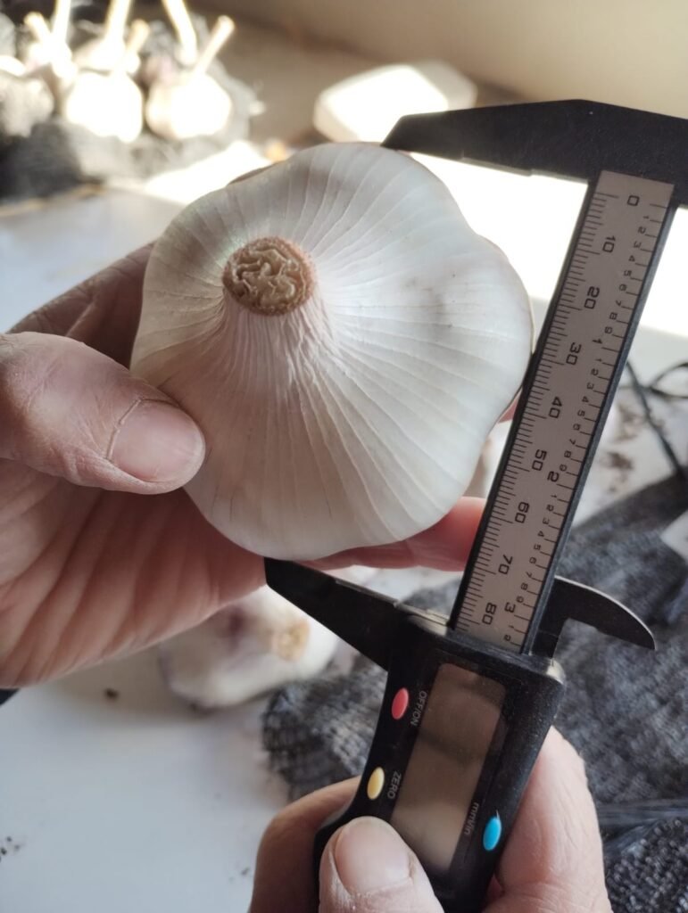 cultivar de ajo en Santa Cruz