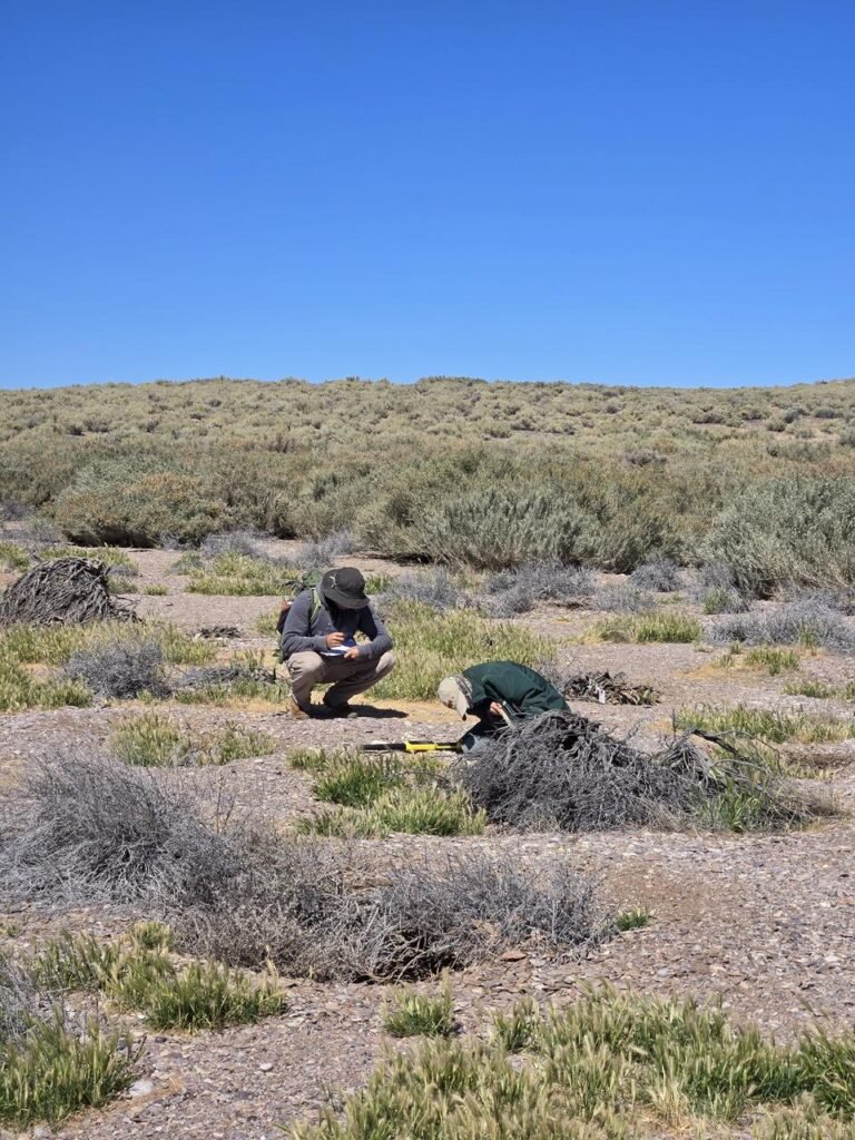 rewilding en Camarones