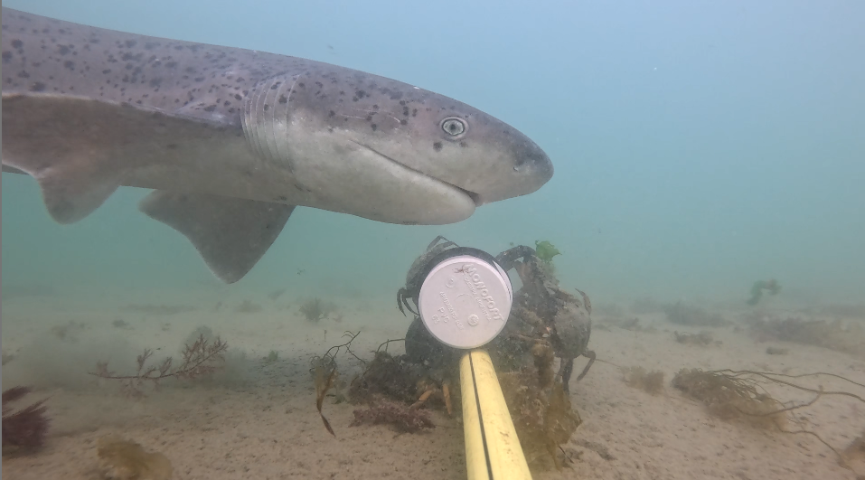 tiburón gatopardo en Chubut