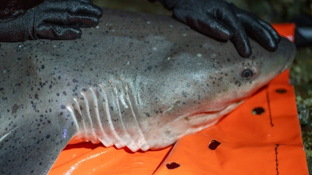 tiburón gatopardo en Chubut