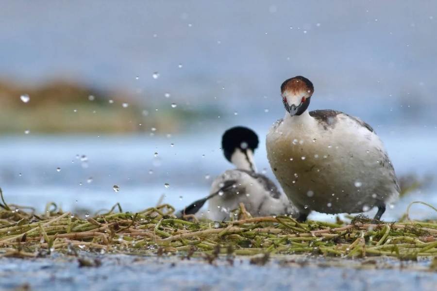 migración del Macá Tobiano