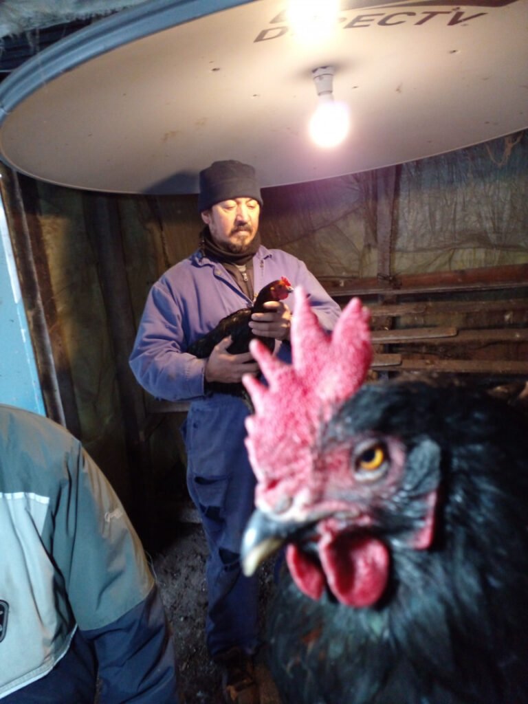 producción de huevos en invierno