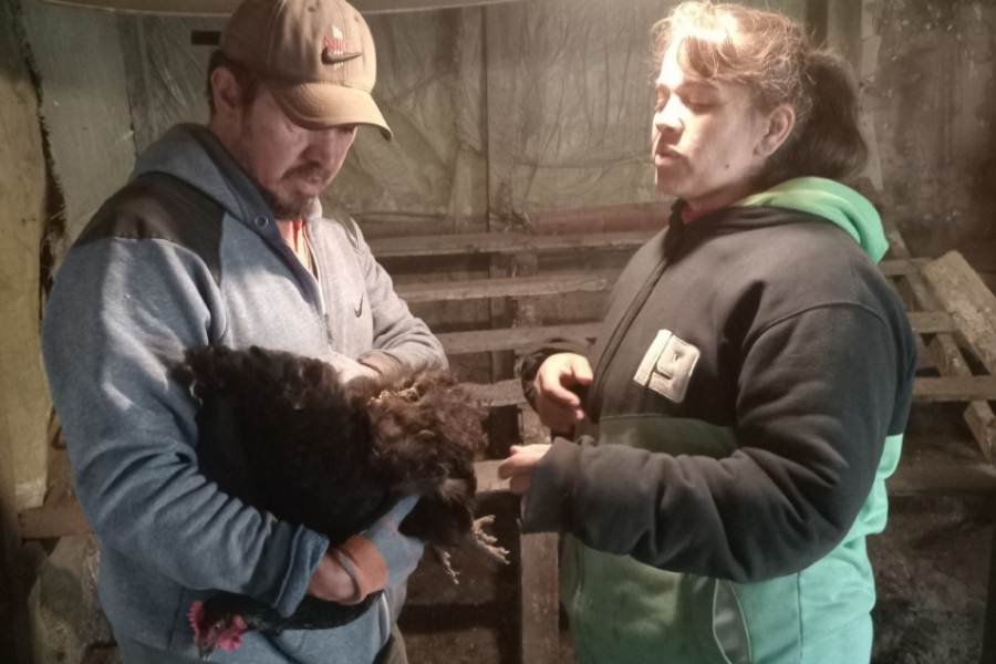 producción de huevos en invierno