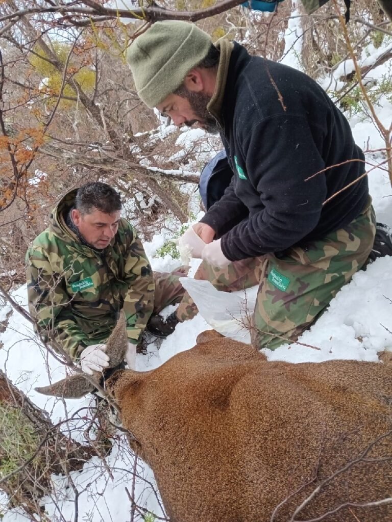conservación del huemul