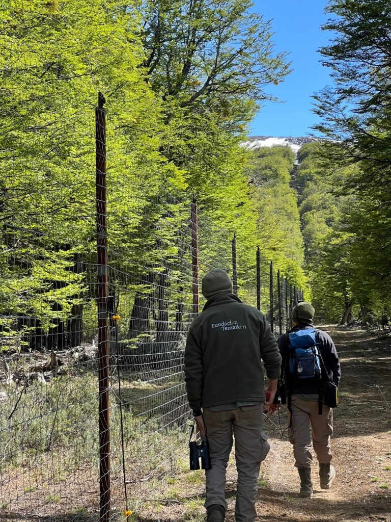 conservación del huemul