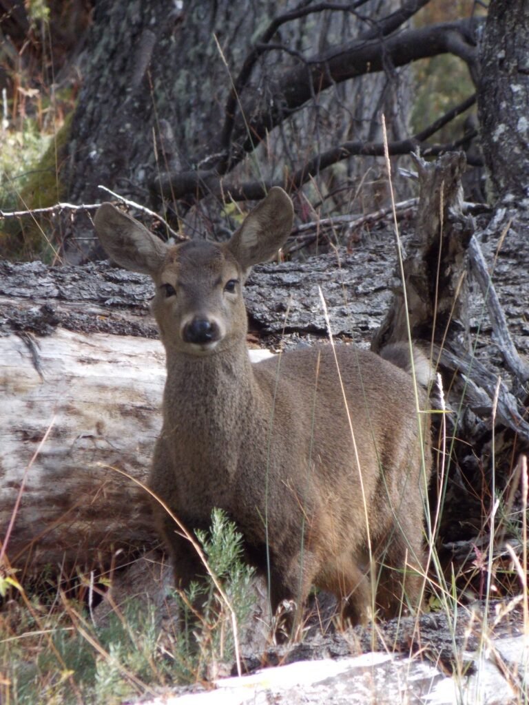 conservación del huemul