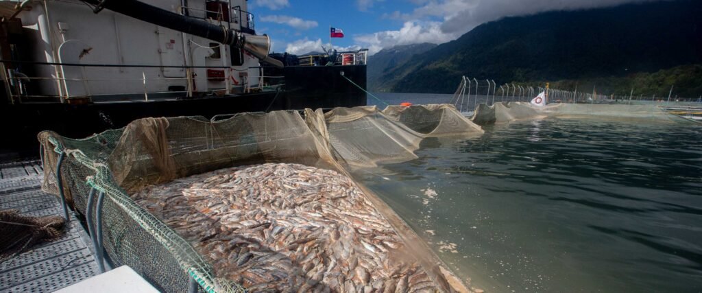 Jaulas de cultivo de salmones en el mar, una modalidad cuestionada por sus antecedentes ambientales