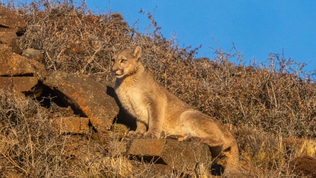 avistaje de pumas en Parque Patagonia