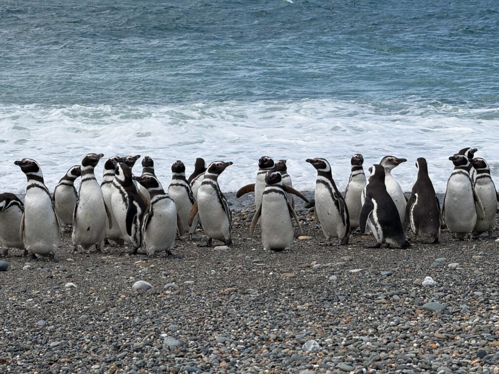 Pingüinos en Cabo Vírgenes, una colonia que depende de la sardina fueguina como fuente principal de alimento