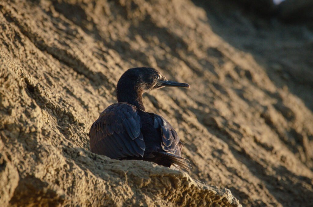 Cormorán en la costa de la Reserva Costa Atlántica de Tierra del Fuego
