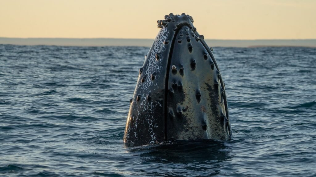 Ballena jorobada emerge del mar frente a la costa de Chubut