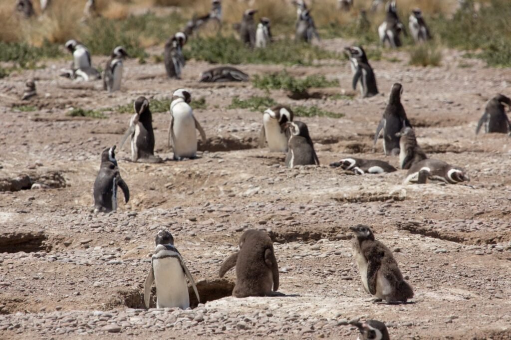Colonia de pingüinos de Magallanes en la costa de Chubut
