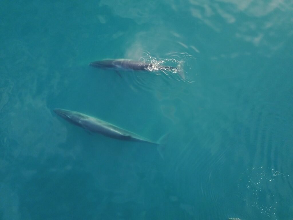 Dos ballenas sei nadan en aguas del Golfo San Jorge