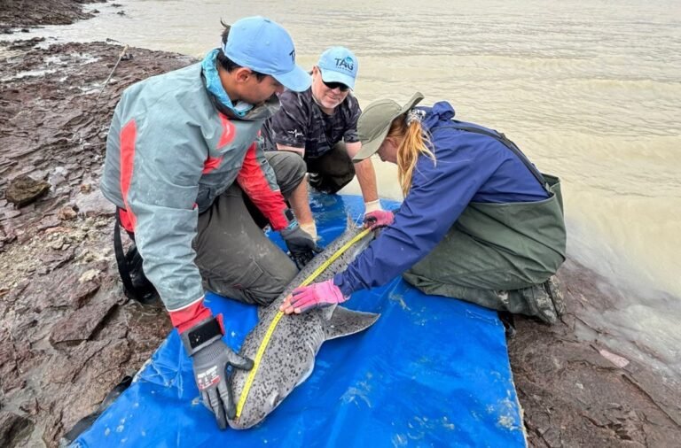 Un estudio santacruceño llegó al principal encuentro mundial sobre tiburones