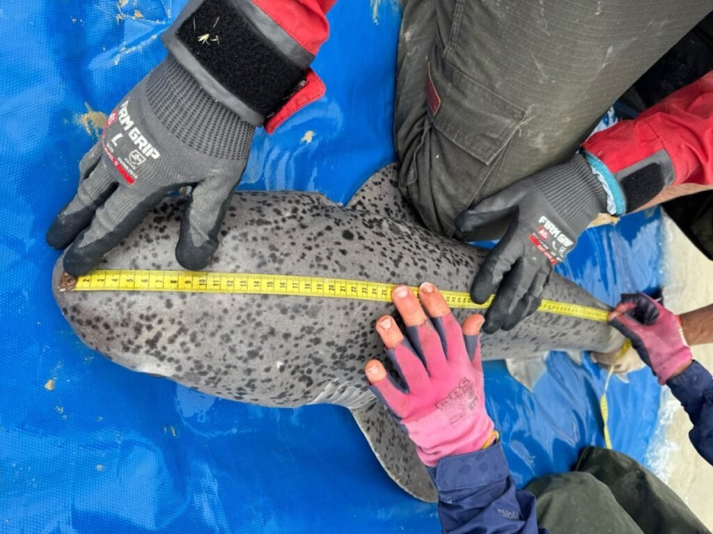 Equipo científico mide un tiburón gatopardo durante una campaña de investigación en la Ría Deseado