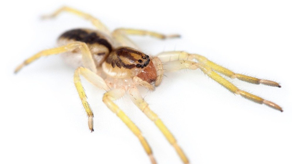 Ejemplar de Yagania chuanisin, nueva especie de araña descubierta en la Isla de los Estados