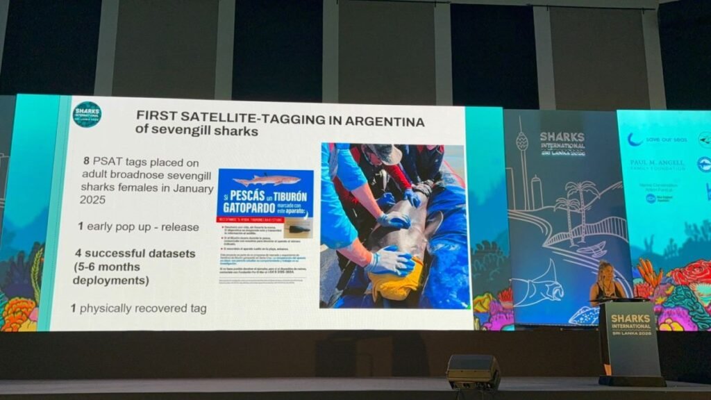 Panel científico sobre el seguimiento de tiburones gatopardo en la Ría Deseado, presentado durante Sharks International 2026