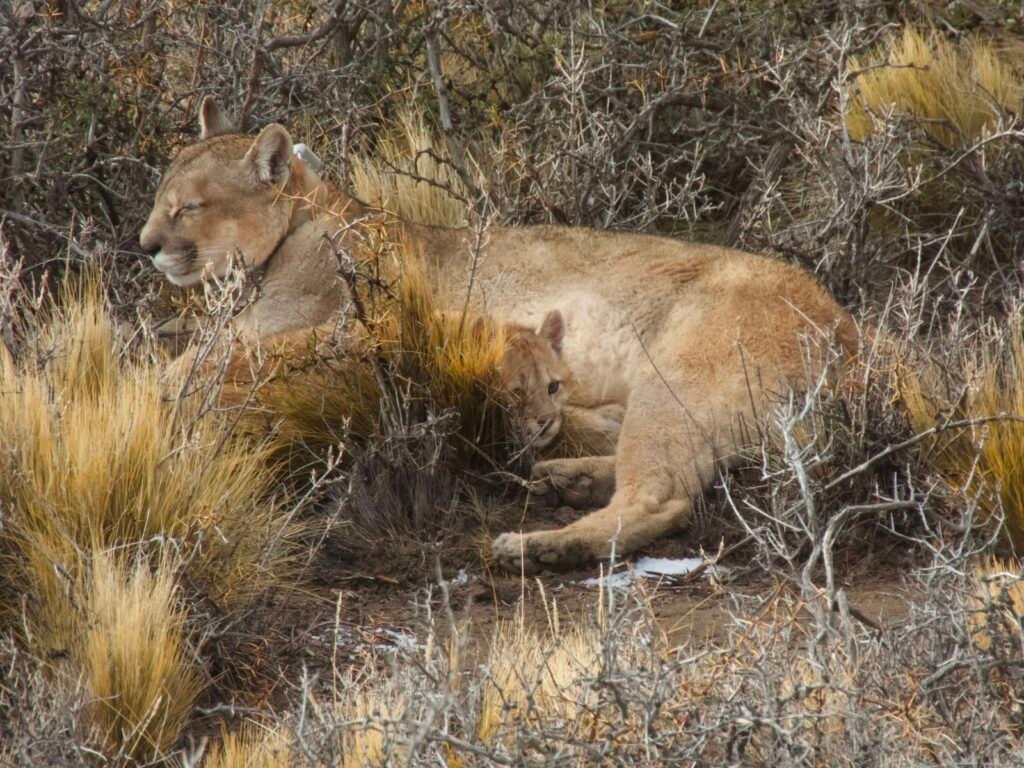 Puma en Parque Patagonia