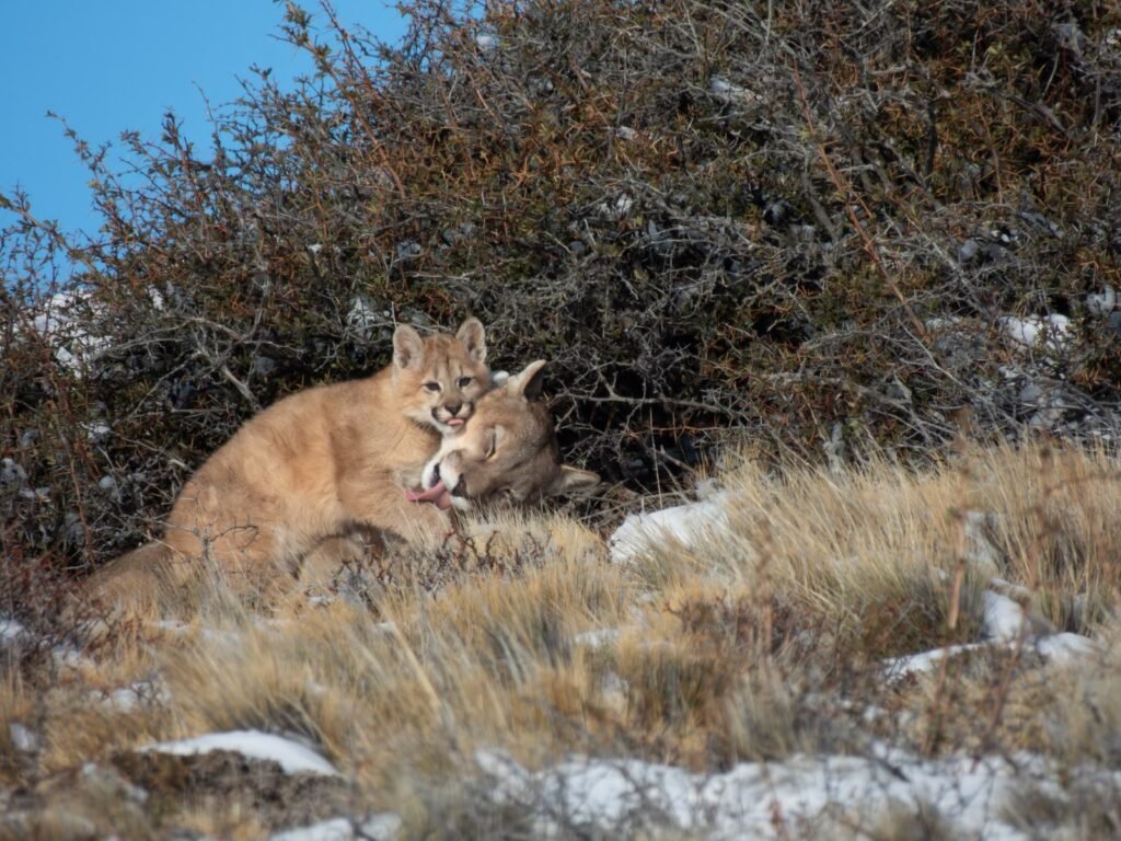 Puma en Parque Patagonia