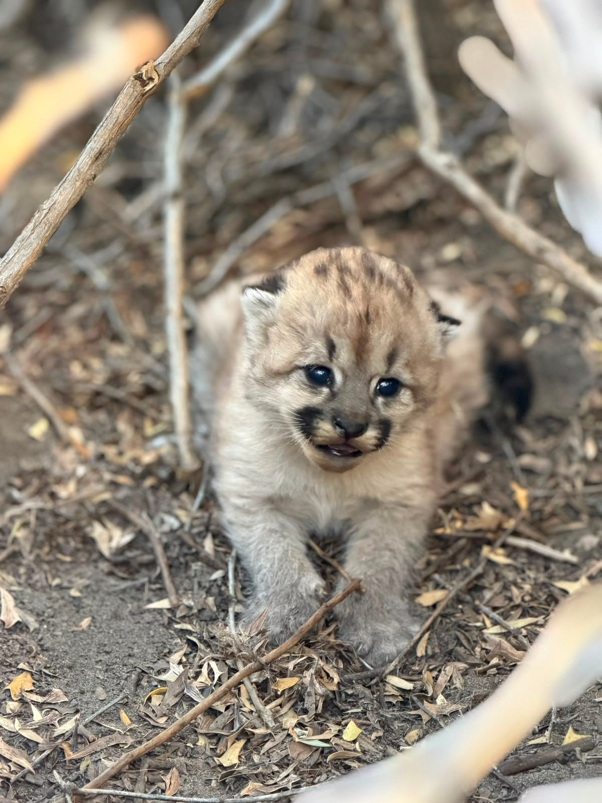 Puma en Parque Patagonia