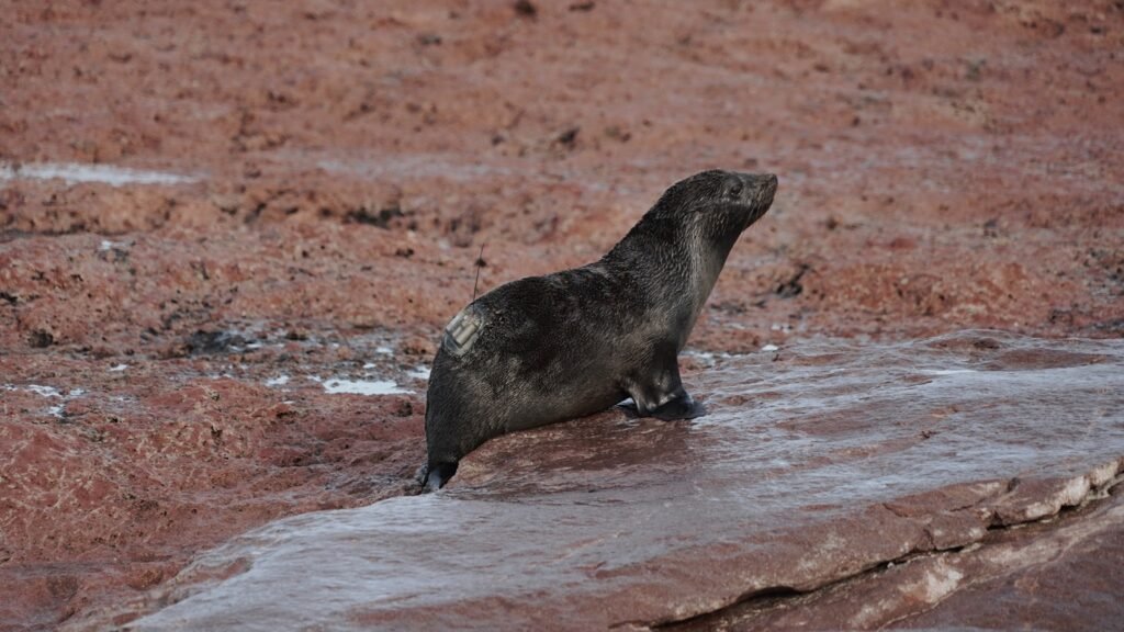 Lobo marino de dos pelos con transmisor satelital en el Parque Provincial Patagonia Azul