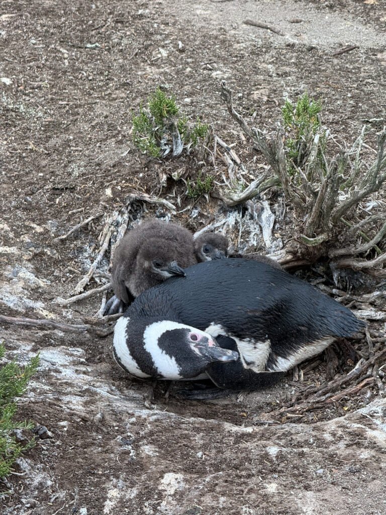 Pingüinos de Magallanes en la colonia de Cabo Vírgenes, Santa Cruz