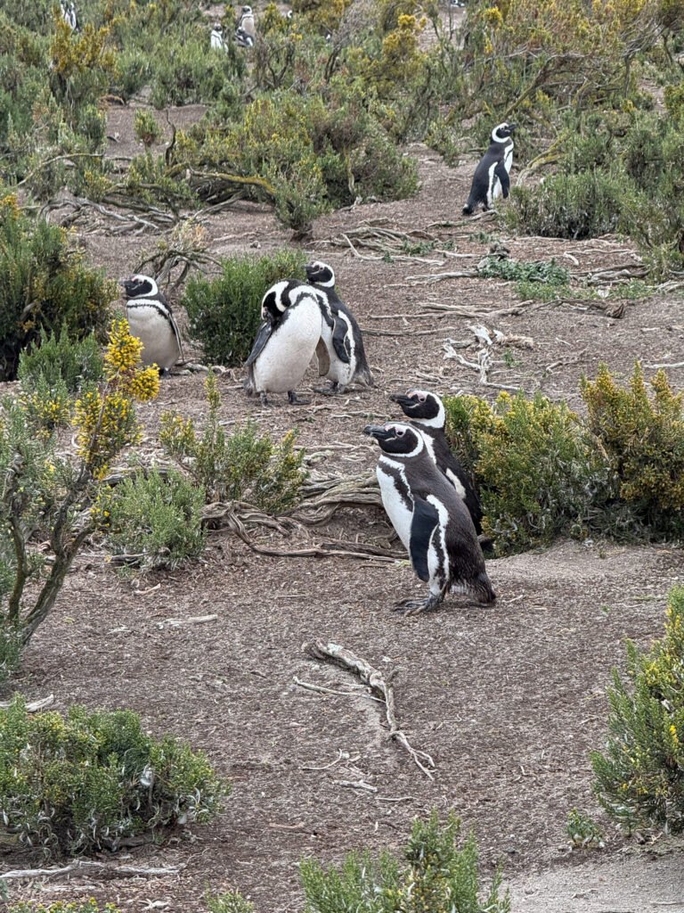 Pingüinos de Magallanes en la colonia de Cabo Vírgenes, Santa Cruz