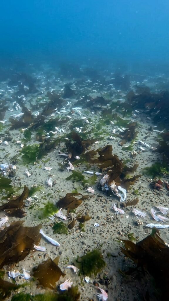 Un buzo registró langostinos y merluzas descartados en el fondo del Golfo Nuevo y organizaciones ambientales reclamaron mayores controles