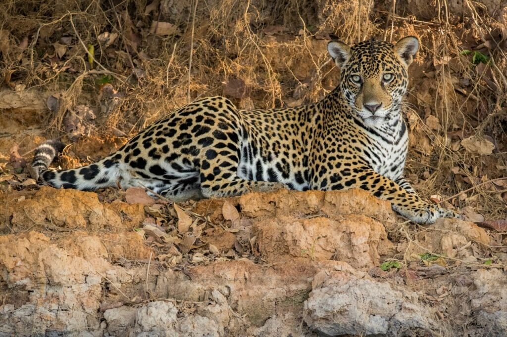 Yaguareté, una de las especies de fauna silvestre nativas de Argentina