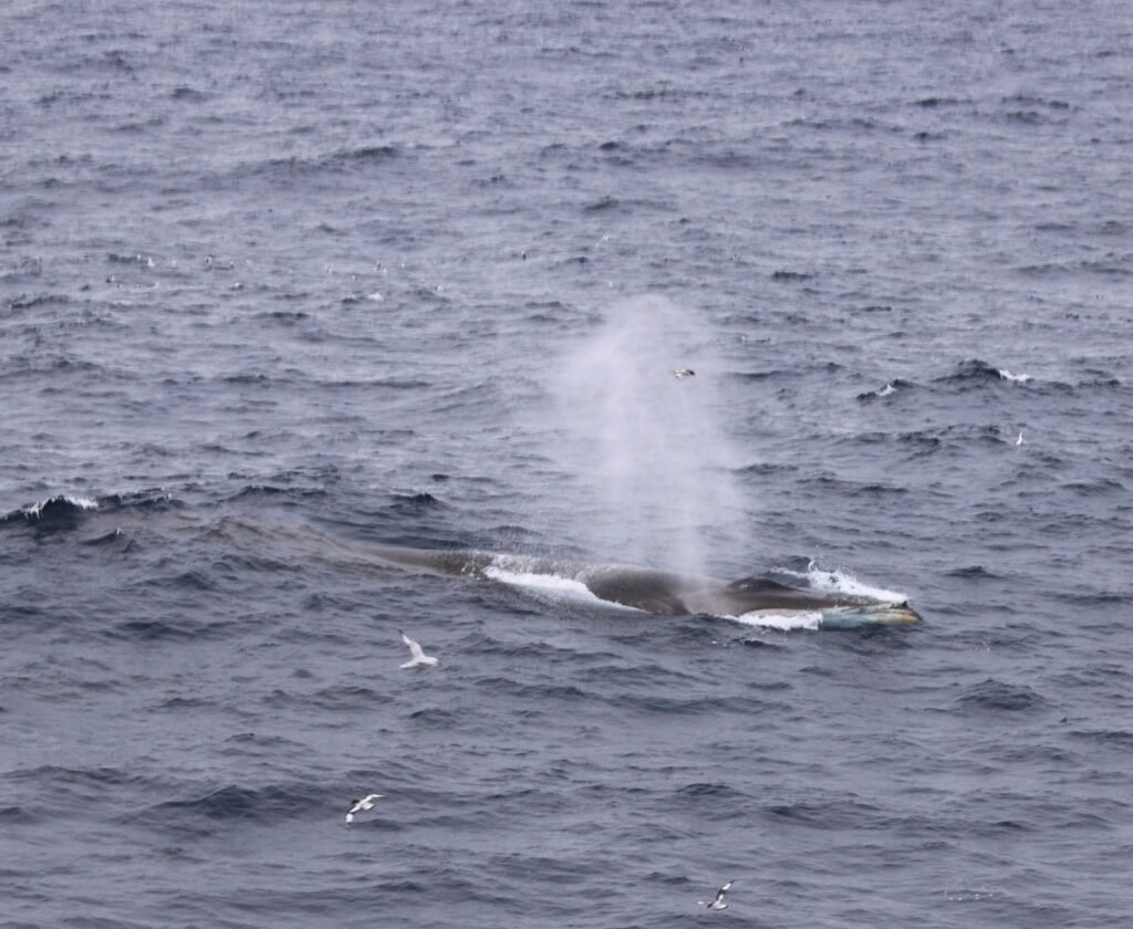 Ballena fin monitoreada por científicos durante su recorrido de 3.000 kilómetros entre Chile y el Banco Burdwood