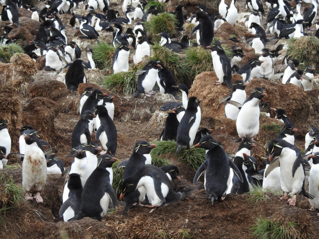 Biodiversidad de Isla de los Estados en Tierra del Fuego