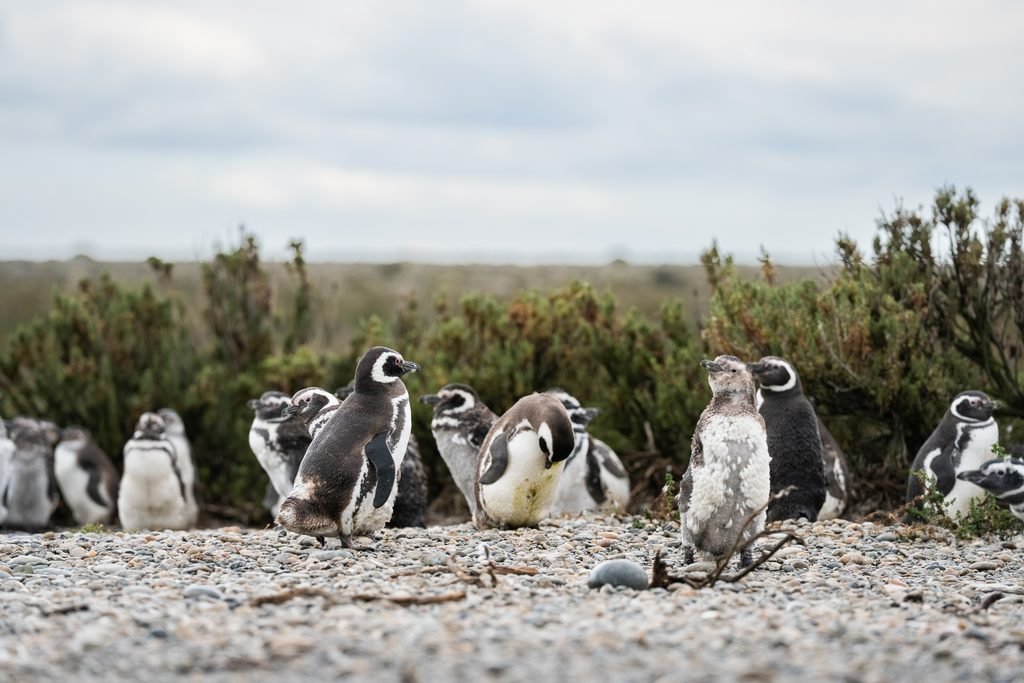 Pingüinos de Magallanes durante la temporada reproductiva en Cabo Vírgenes, Santa Cruz