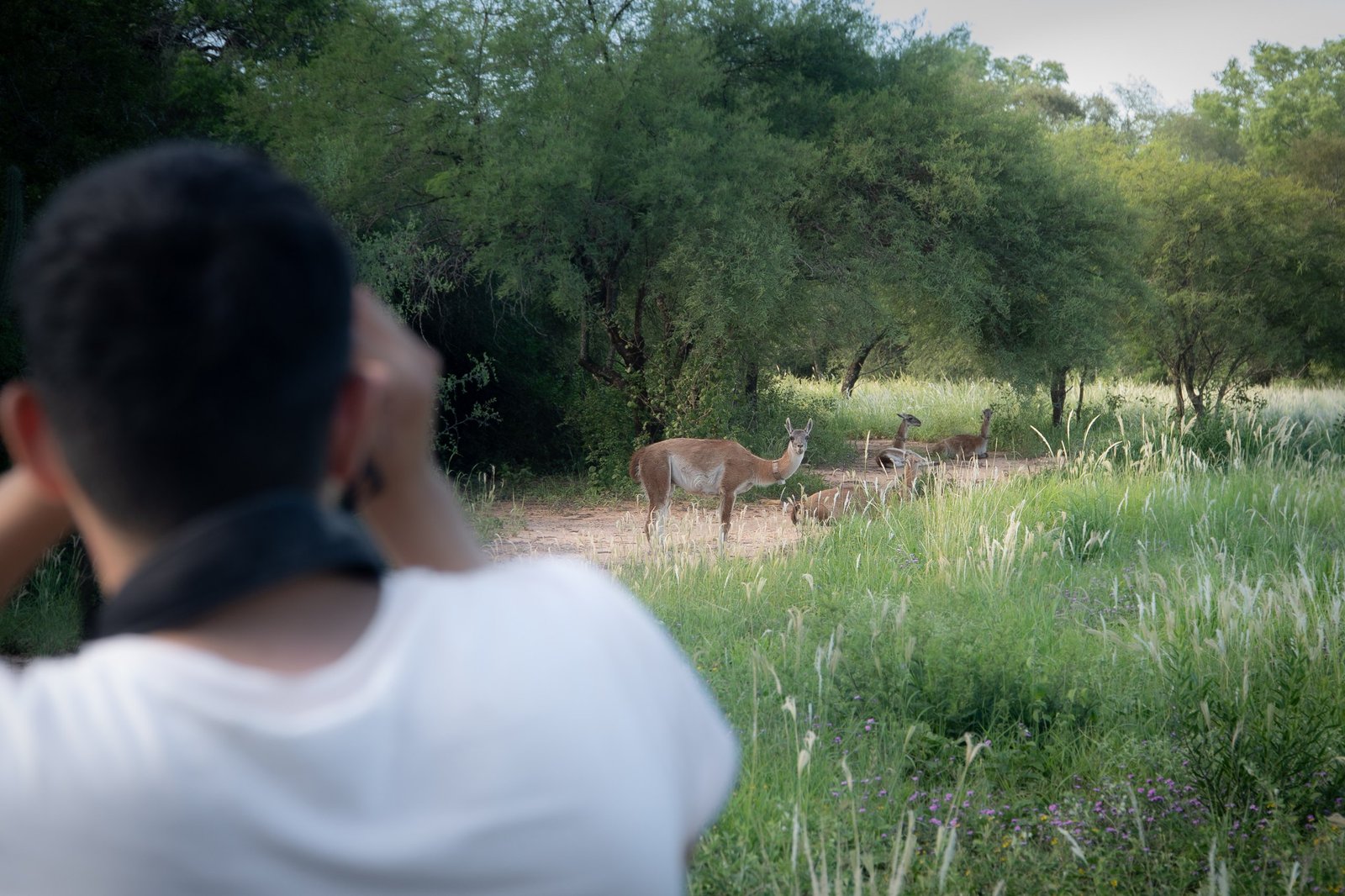translocación de guanacos