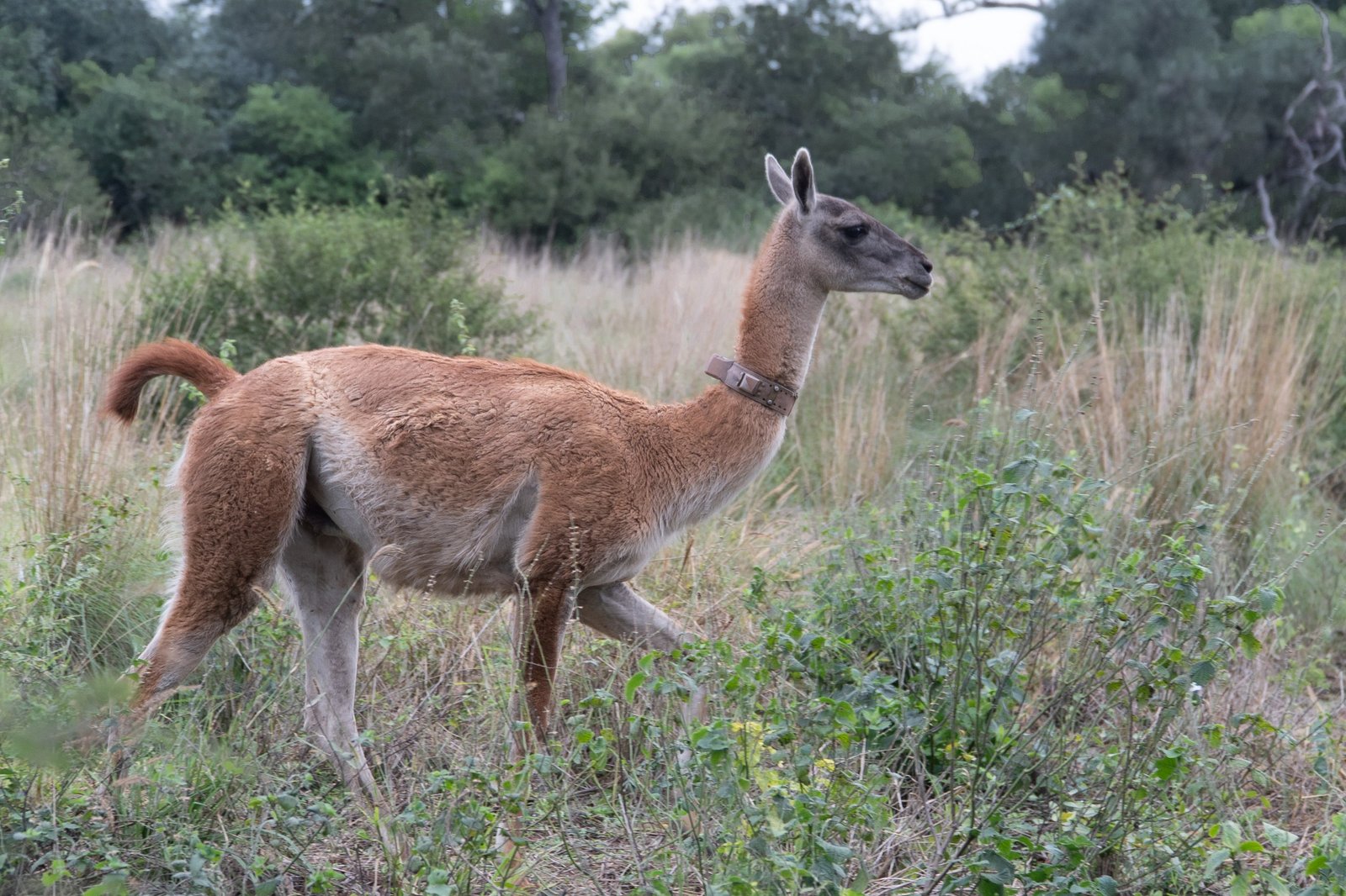 translocación de guanacos