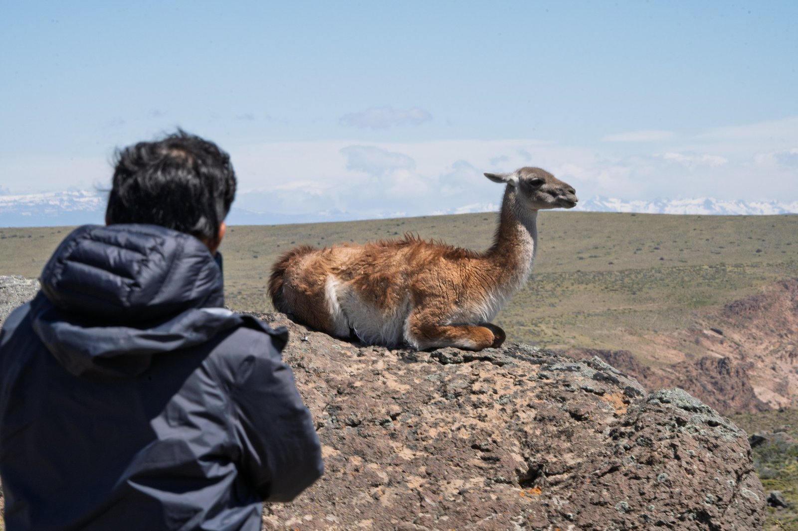 translocación de guanacos