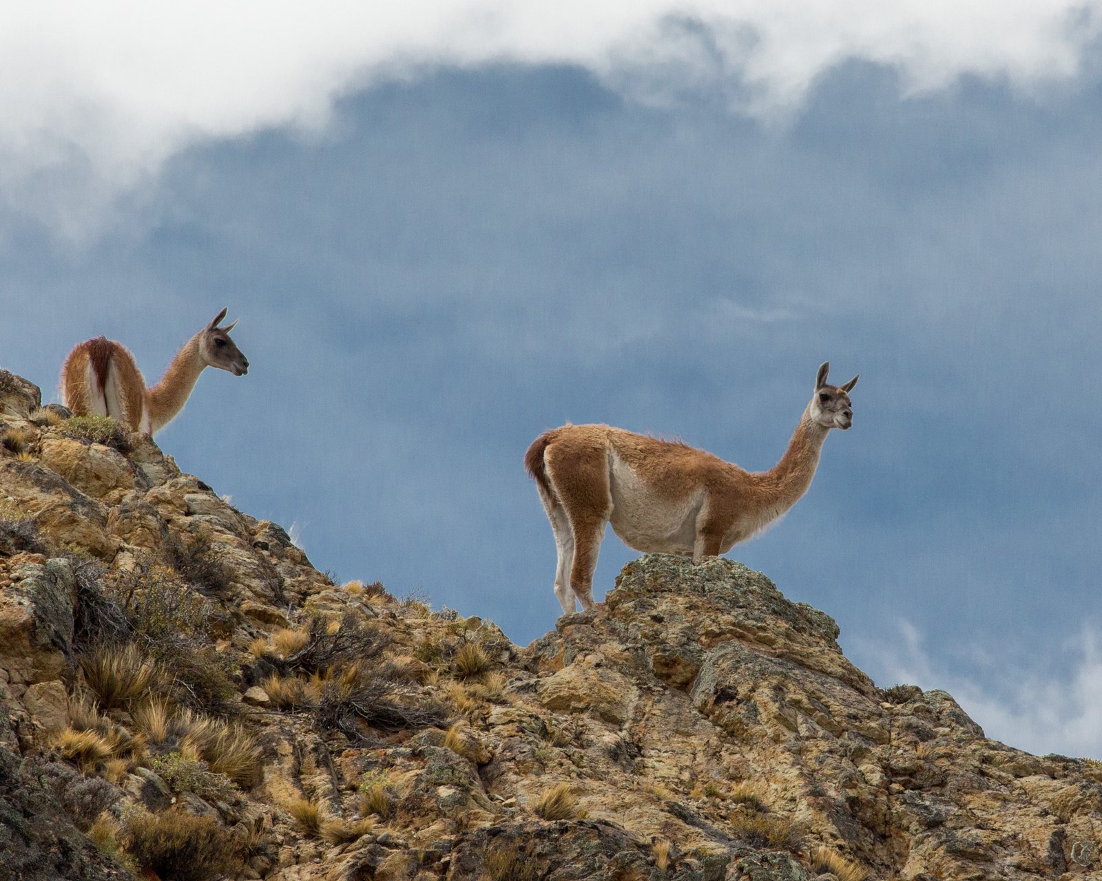 translocación de guanacos